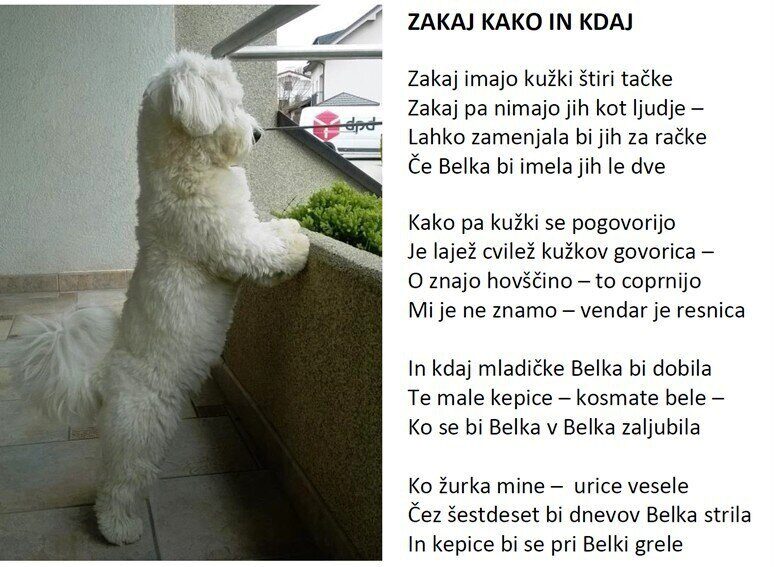 belka_Nemec Pečjak_marko